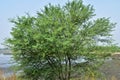 Indian gum arabic acacia babul or babool tree beside a lake used for ayurveda medicine with blue sky , copy space for text paste Royalty Free Stock Photo
