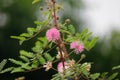 Indian gum Arabic tree pink flower, kumbhewadi, Maharashtra,india