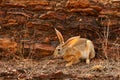 Indian hare, Lepus nigricollis grazing, Ranthambore national park, Rajasthan, India, Asia. Animal with big long ears. Hare in natu Royalty Free Stock Photo