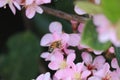 A bee on Indian Hawthorne Royalty Free Stock Photo