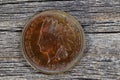 Indian Head Cent in uncirculated condition on old wood Royalty Free Stock Photo