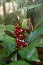 Indian Head Ginger Costus scaber with beautiful red-white flower Royalty Free Stock Photo