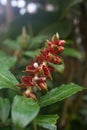 Indian Head Ginger Costus scaber with red-white flowers Royalty Free Stock Photo