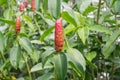 Indian Head Ginger Royalty Free Stock Photo