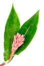 Indian Head Ginger - Costus speciosus