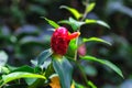 Indian Head Ginger, or Costus Woodsonii, red flower close view Royalty Free Stock Photo