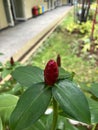 Flower - Indian head ginger