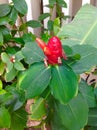 Indian Head Ginger flower Royalty Free Stock Photo