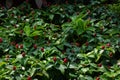 Indian Head Ginger flowers Royalty Free Stock Photo