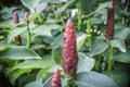 Indian Head Ginger flowers,Costus Speciosus