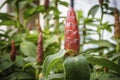 Indian Head Ginger flowers,Costus Speciosus Royalty Free Stock Photo