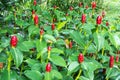 Indian Head Ginger flowers,Costus Speciosus Royalty Free Stock Photo