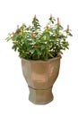 Indian Head Ginger in Modern Style Terracotta Garden Pots Royalty Free Stock Photo