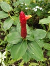Indian Head Ginger Plant Costus Speciosus Tall Tropical Red Flower in a Bud Thailand Royalty Free Stock Photo