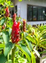 Indian Head Ginger scientific name: Costus speciosus, or Cheilo Royalty Free Stock Photo