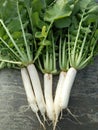 Indian healthy radish from peelia Royalty Free Stock Photo