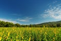 Indian hemp, Madras hemp field with mountain Royalty Free Stock Photo