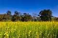 Indian hemp meadow Royalty Free Stock Photo