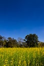 Indian hemp meadow Royalty Free Stock Photo