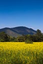 Indian hemp meadow Royalty Free Stock Photo