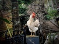 Indian hen , home farming ,chicken