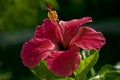 Indian hibiscus flower