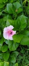 Indian hibiscus flowers