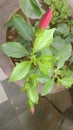Indian hibiscus plant,plant leaf,flower of hibiscus,
