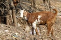 Indian himalyan goat Royalty Free Stock Photo