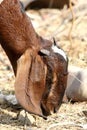 Indian himalyan goat Royalty Free Stock Photo