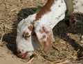 Indian himalyan goat Royalty Free Stock Photo