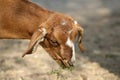 Indian himalyan goat Royalty Free Stock Photo