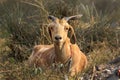 Indian himalyan goat Royalty Free Stock Photo