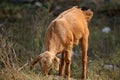 Indian himalyan goat Royalty Free Stock Photo