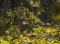 Indian Hog Deer in Bush at Kazhiranga National Park Assam Royalty Free Stock Photo