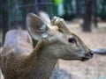 Indian Hog Deer with the cut-off horns. Royalty Free Stock Photo