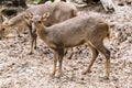 Indian hog deer in head close up shot Royalty Free Stock Photo