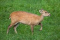 Indian hog deer Hyelaphus porcinus Royalty Free Stock Photo