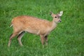 Indian hog deer Hyelaphus porcinus Royalty Free Stock Photo