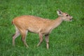 Indian hog deer Hyelaphus porcinus Royalty Free Stock Photo