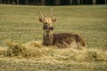 The Indian hog deer Hyelaphus porcinus Royalty Free Stock Photo