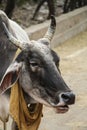 Indian holy cow with a bandanna tied in cowboy style