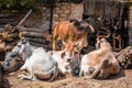 Indian holy cow Royalty Free Stock Photo