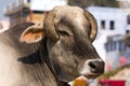 Indian holy cow Royalty Free Stock Photo