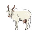 Indian holy cow hand drawn icon Royalty Free Stock Photo