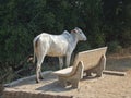 Indian holy cow near a white stone bench