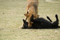 Indian homeless pariah dogs playing in a park