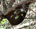 Colony of Indian honey bees (Apis cerana indica) on their nest : (pix Sanjiv Shukla) Royalty Free Stock Photo