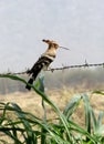 Indian Hoopoe sitting on the fence wire