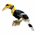 Indian hornbill Anthracoceros coronatus Royalty Free Stock Photo